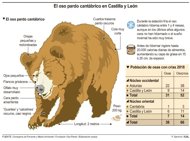 Distribución de la población de osos pardos en la Cordillera Cantábrica según el censo de 2018