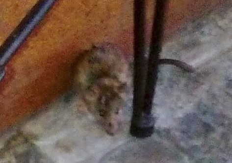 Hosteleros y vecinos advierten de la presencia de ratas