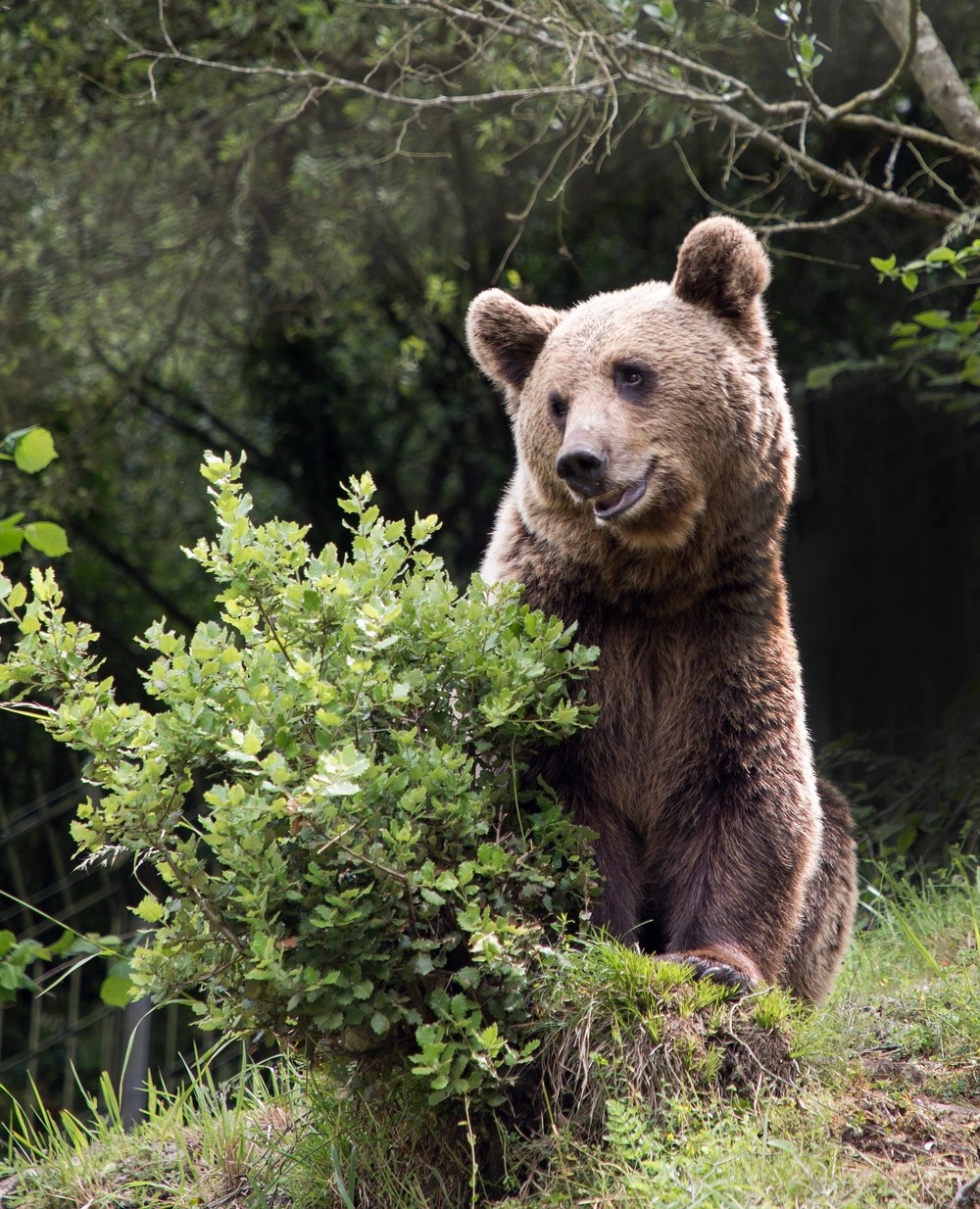 Cruzar genética y estadística para mejorar el censo de osos