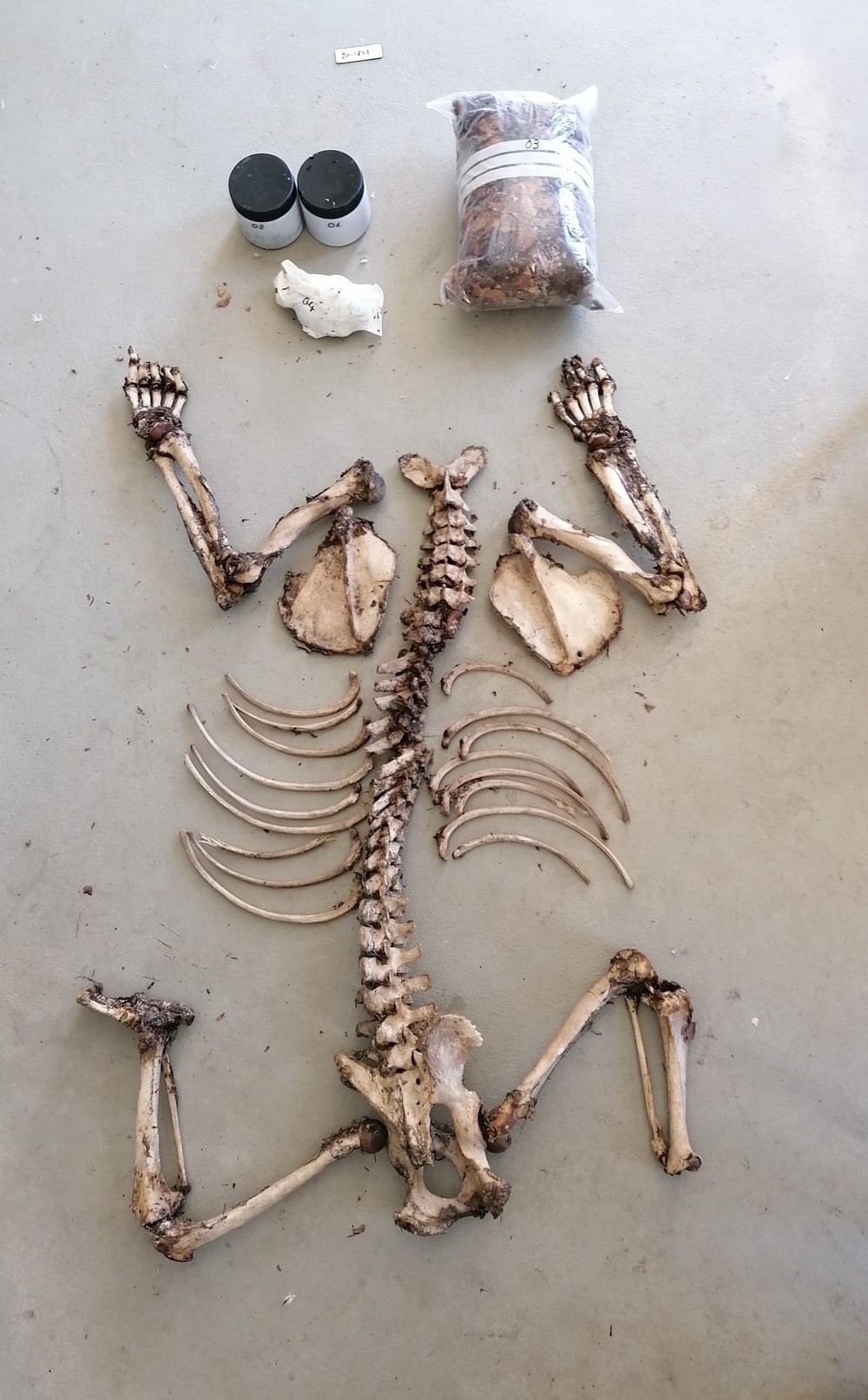 Aparecen los restos esqueletizados de un oso en los Redondos