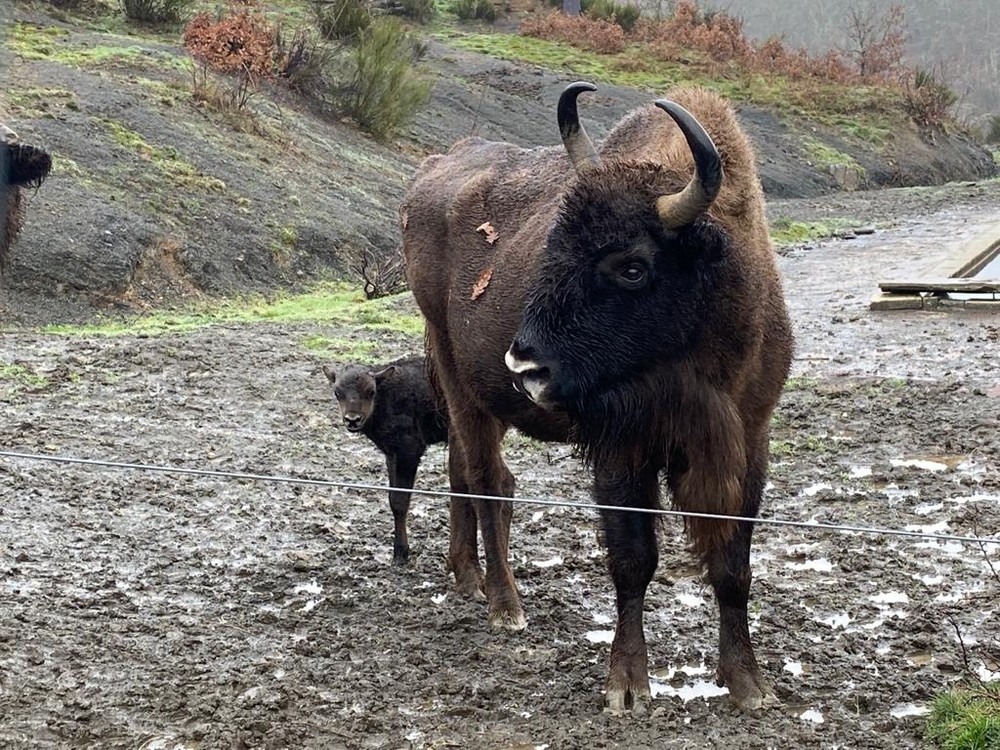 Nace un nuevo bisonte en la Reserva de San Cebrián