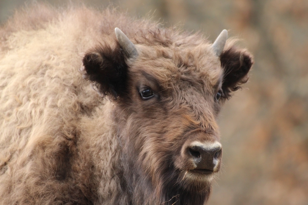 La Reserva del Bisonte registra 47.960 visitas desde 2010