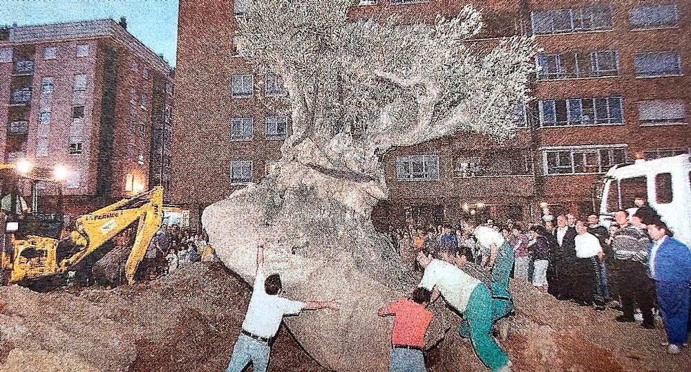 Imagen de la colocación del olivo en la avenida de los Vacceos el 10 de junio de 1999 ante un buen número de vecinos. 