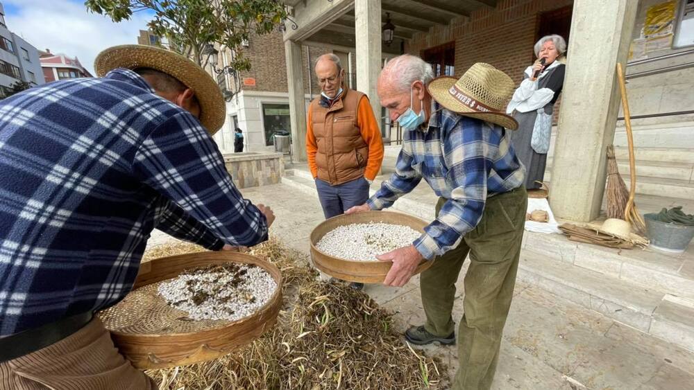 Saldaña exporta el 80% de su cosecha de alubias