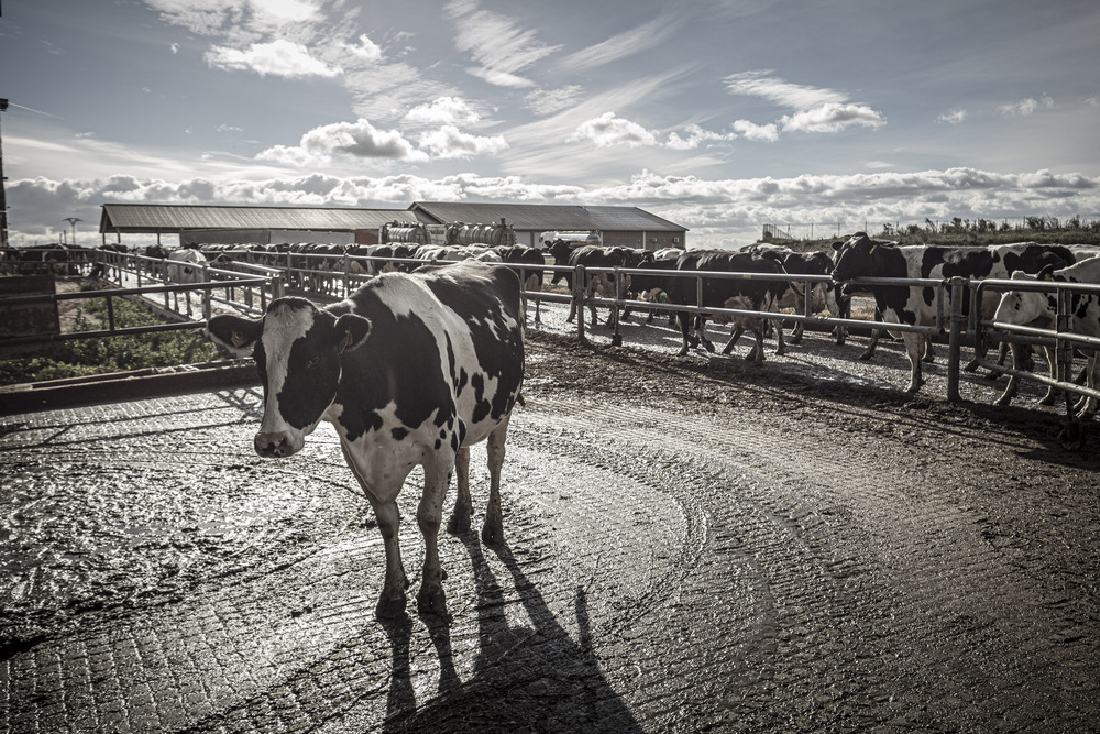Contra el metano en la ganadería