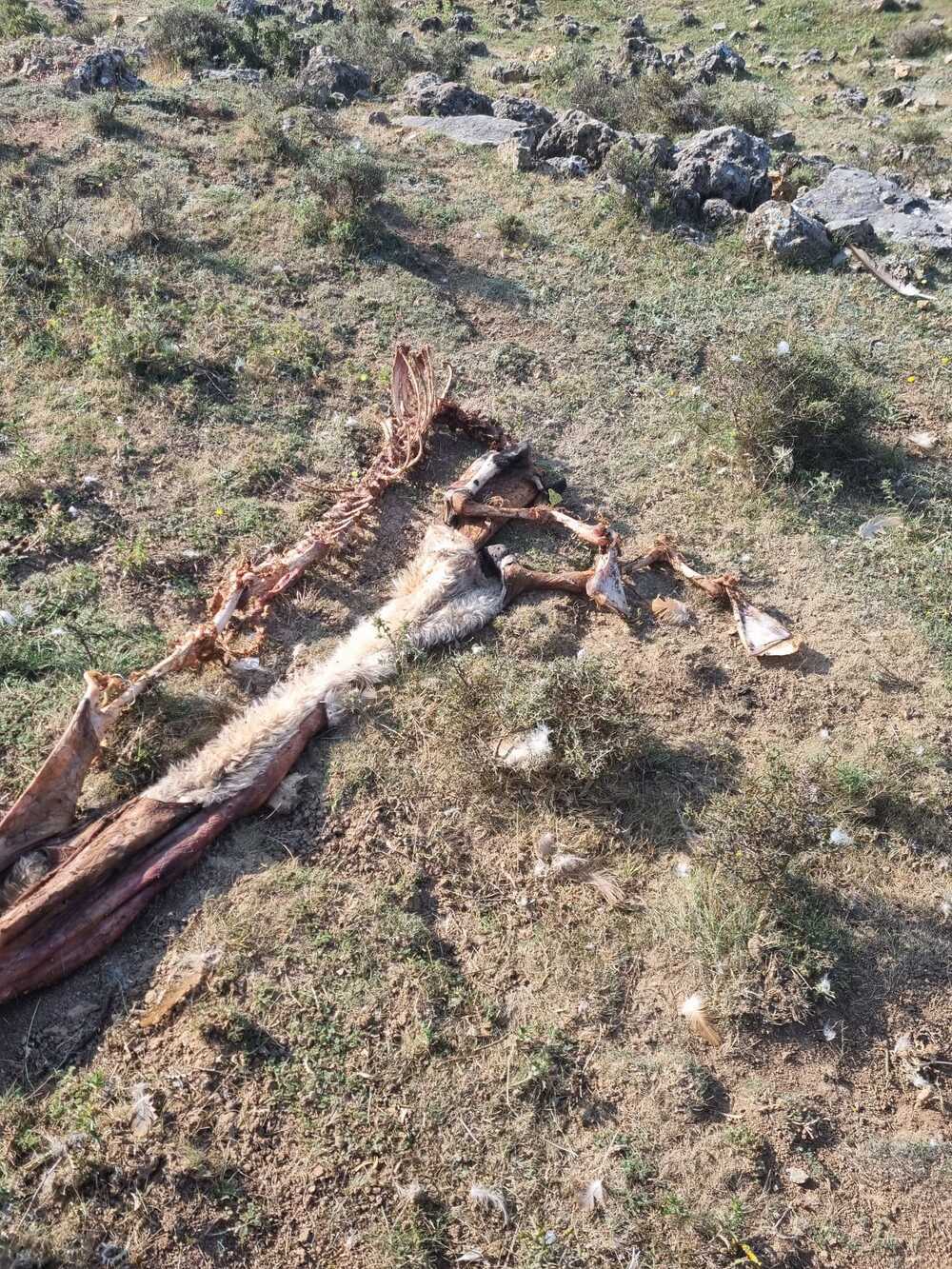 Cinco ovejas muertas por un ataque de lobo en Grijera