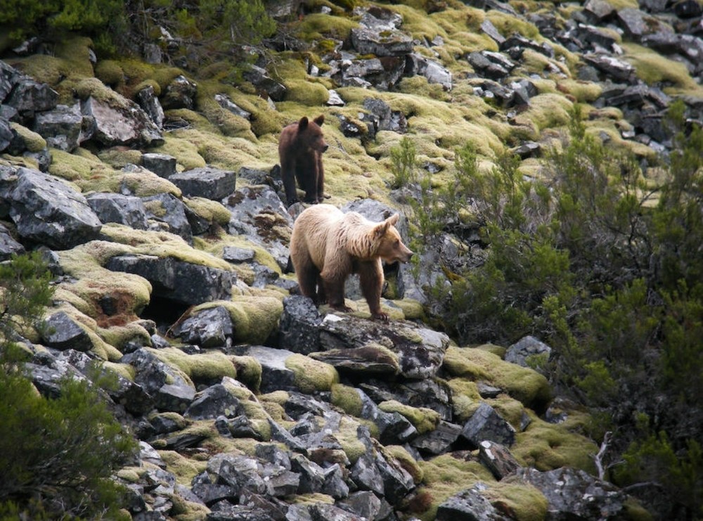 Conocer al oso pardo y valorar la Red Natura 2000