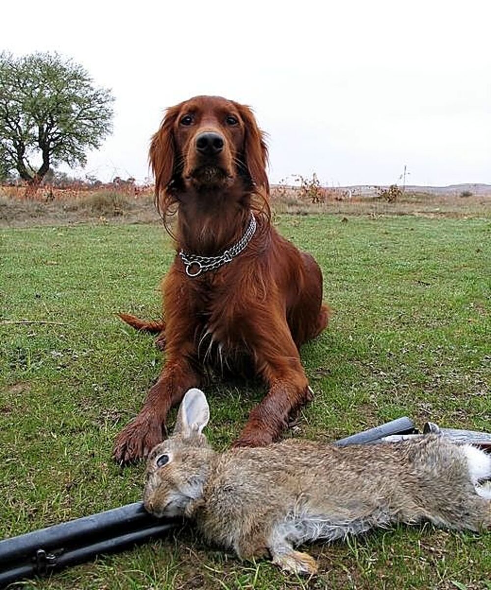 La caza ayuda a controlar las poblaciones de conejo. 