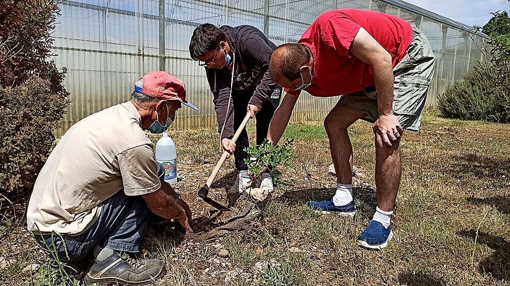 San Cebrián planta 100 árboles en cinco localidades
