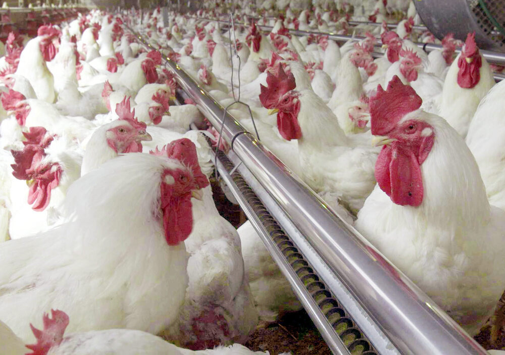 Los productores de pollo están la límite