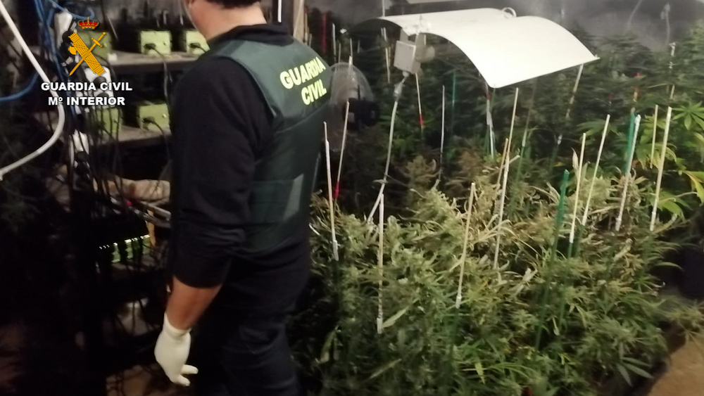 Detenido por un cultivo indoor de marihuana en Villacuende