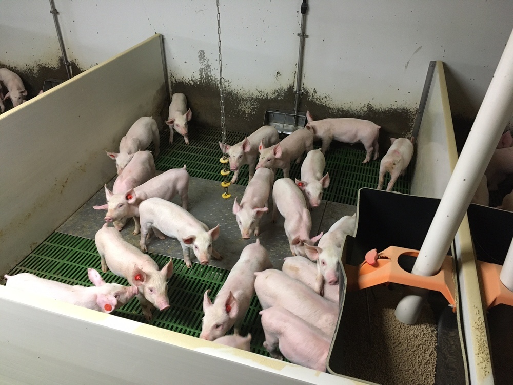La verdad de una granja de cerdos