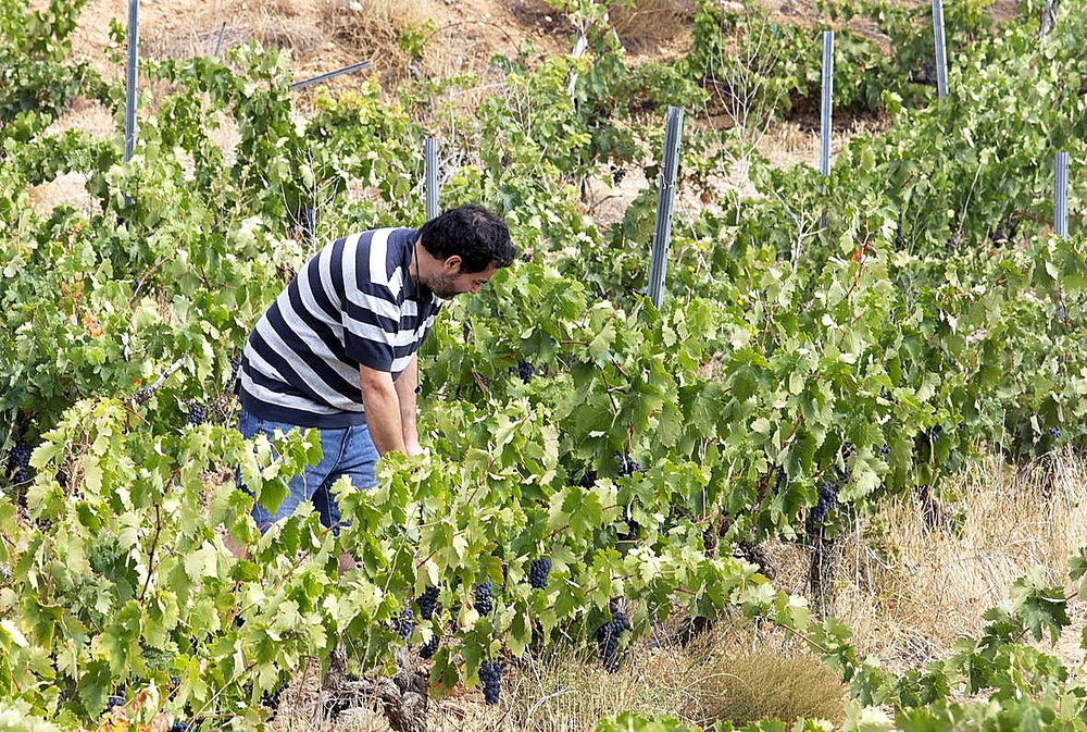 Vendimia con 10% menos de uva en Cigales y 20% en Arlanza