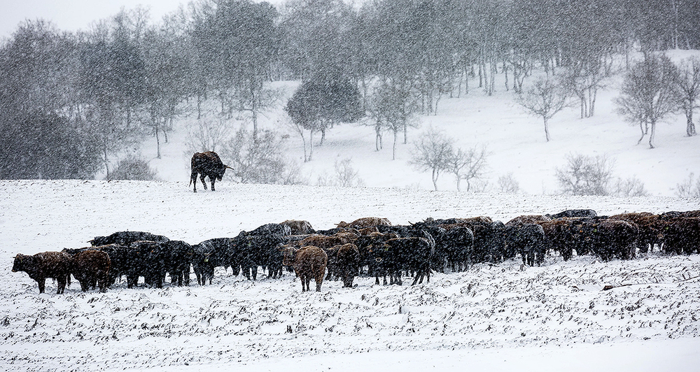 30 años de los toros del frío