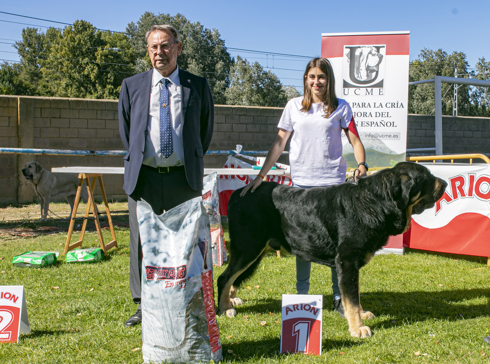 Mastines y perros de Agua formidables