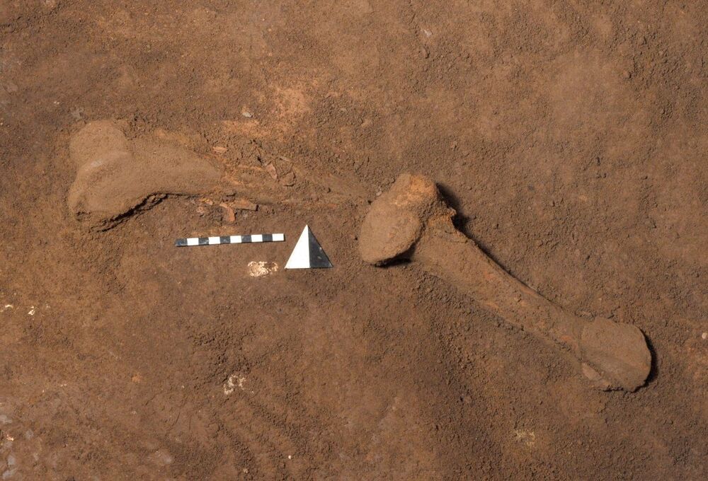 Tibia y fémur de oso de las cavernas de hace aproximadamente 93.000 años.