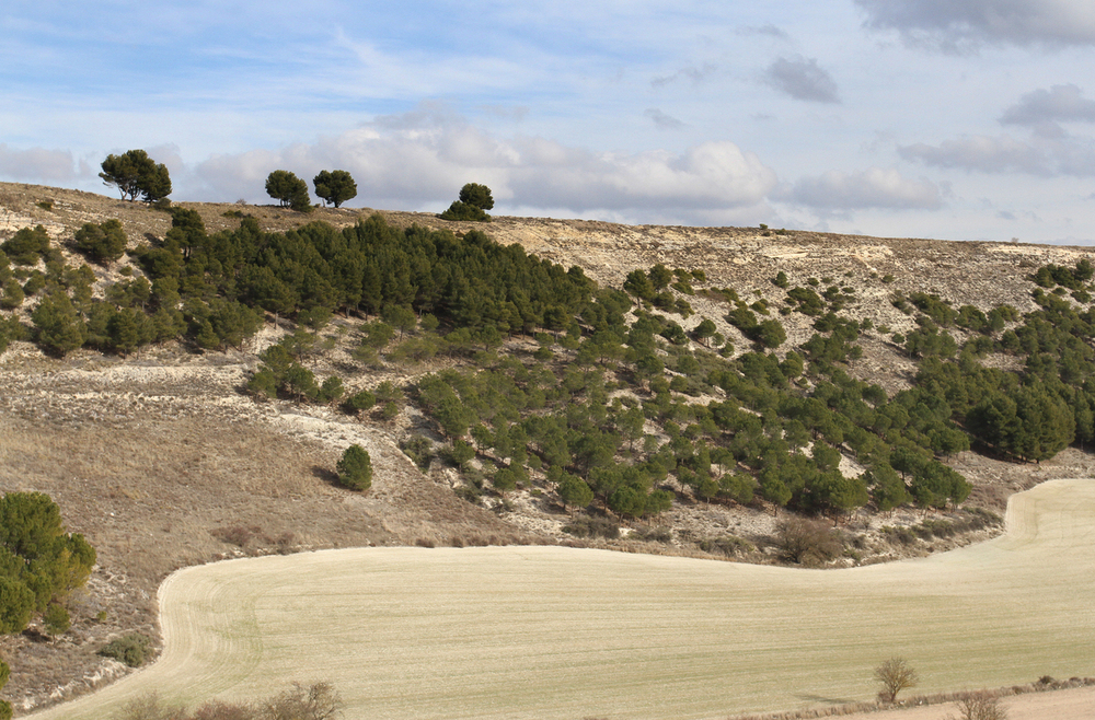 Palencia se postula como hábitat idóneo para el lince ibérico