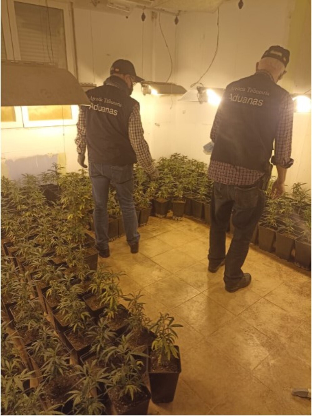 Intervenidas varias plantaciones de marihuana ‘indoor’