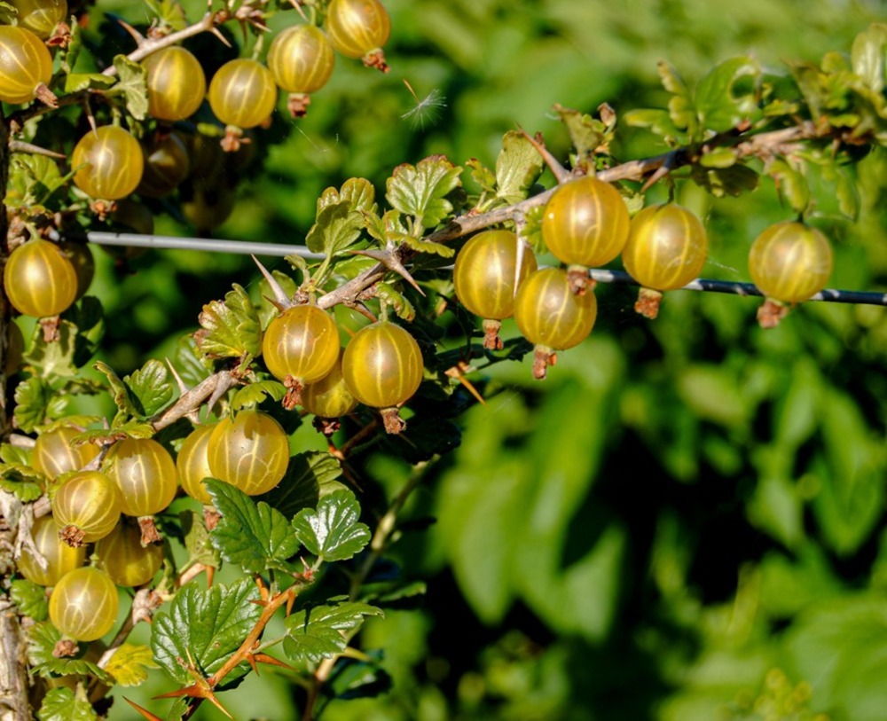 'Pumas', un fruto con interesantes propiedades nutricionales que sobrevive de forma testimonial en algunas zonas de Castilla y León, Galicia, Asturias, Cantabria, País Vasco, Navarra y La Rioja.