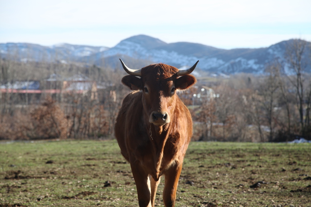 Vacuno español de carne: sostenibilidad al máximo
