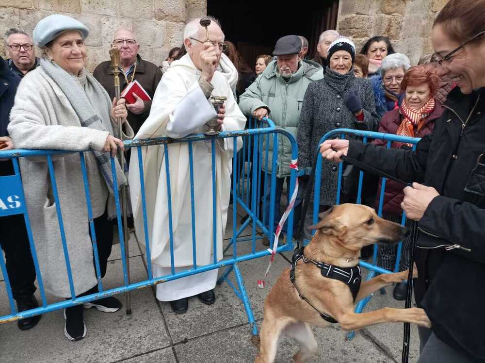 Reinado canino en la bendición de San Antón