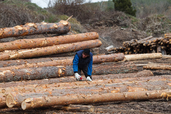 Cesefor impulsará la construcción con madera en Valencia