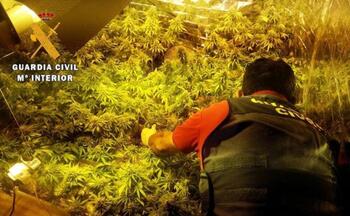 Piden 3,5 años al pionero del cultivo indoor de marihuana