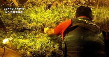 El pionero del cultivo ‘indoor’ de marihuana asume dos años