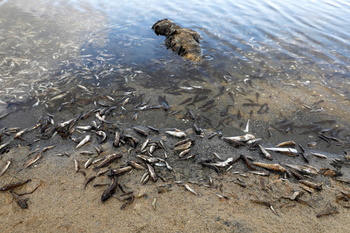 Más de 4,5 toneladas de peces mueren en el Mar Menor en 8 días