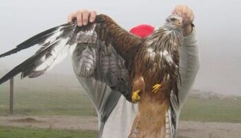 La Braña denuncia la «matanza continua» de aves en molinos