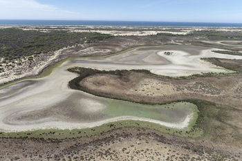 La última laguna permanente de Doñana se seca por la sequía