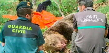 Investigan el presunto disparo a un oso en Fuentes Carrionas