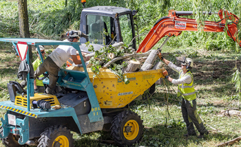 Tragsa plantará 111 árboles tras desbrozar y talar la ribera