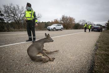 Palencia, entre las 5 con más accidentes causados por animales