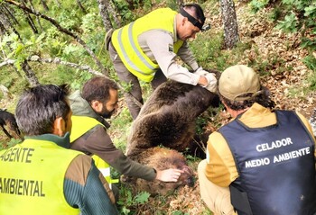 Dos aficionados grabaron la pelea y caída de los osos