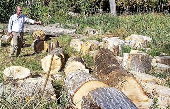 Compromiso para retirar los troncos del Sotillo