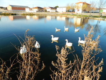 Detectan 5 casos de gripe aviar en aves silvestres en Ávila