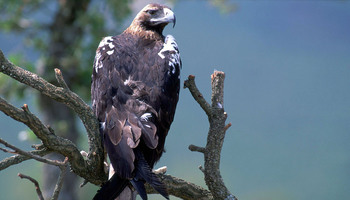 Registrada la primera pareja reproductora de águila imperial