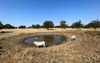 Los ganaderos alertan sobre los problemas por falta de agua