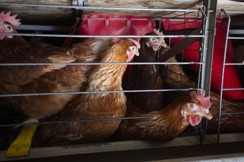 Un foco de gripe aviar amenaza el epicentro avícola nacional