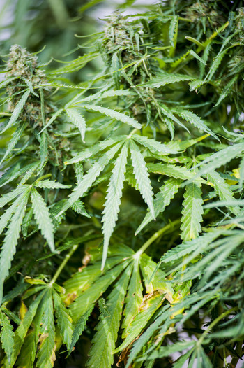 Investigado por tener un invernadero casero de marihuana