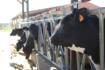 Europa desestima un recurso español para ayudas al bovino