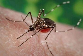 Crece el número de mosquitos transmisores de dengue en Europa