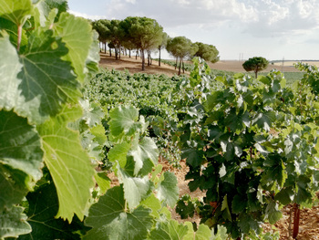 El Itacyl mejora la producción y la calidad de uva tempranillo