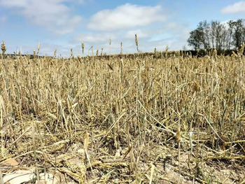 Agroseguro abona 2,95M € por daños producidos por la sequía