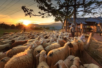 Paredes quiere repoblar el medio rural con pastores del Sáhara