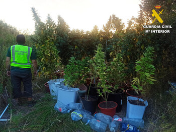 Detienen a un hombre por cultivar 21 plantas de marihuana