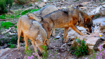 Piden multa de 4.320€ por furtivismo contra el lobo