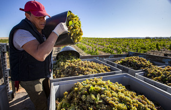 Cae hasta en un 15% la producción de uva, pero no la calidad
