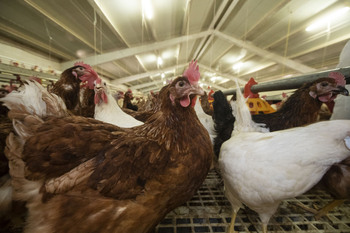 La comercialización de aves y huevos tendrá nueva normativa
